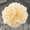 Hydrolyzed Collagen
